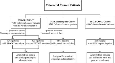 Comprehensive characterization of FBXW7 mutational and clinicopathological profiles in human colorectal cancers